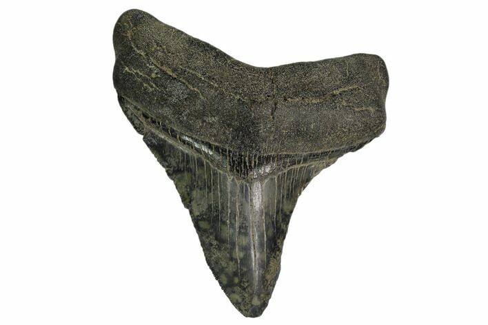 Fossil Megalodon Tooth - South Carolina #150027